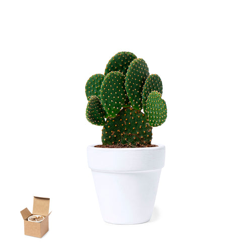 Pot avec graines de cactus - Konte Personnalise