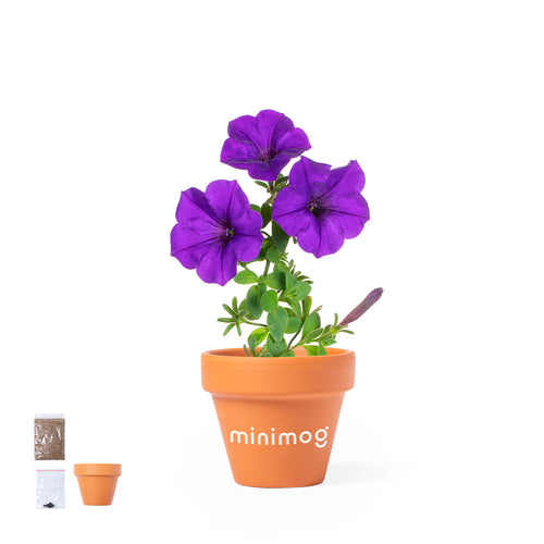 Pot avec des fleurs de pétunia - Soltax Personnalise